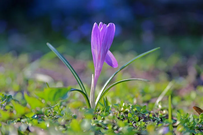 Lila Krokus blüht im Gras